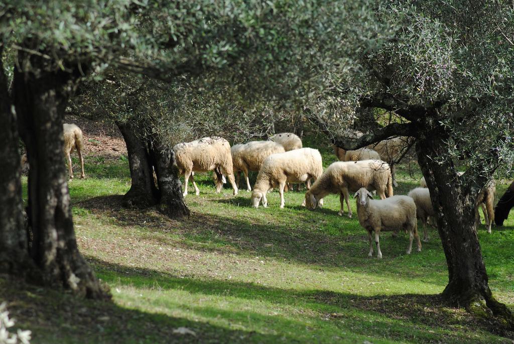 Country House Villa Poggiolo Perugia Exteriér fotografie